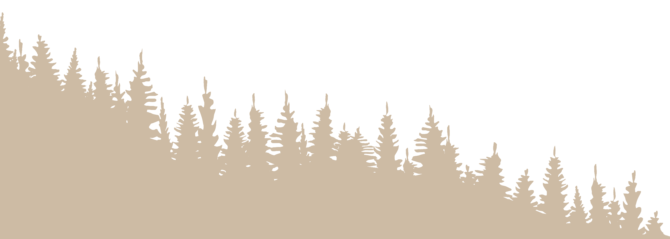 backdrop pine forests crop